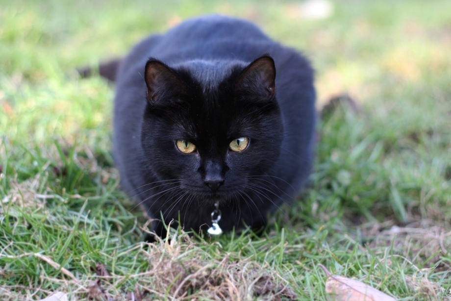 Обычные коты черные