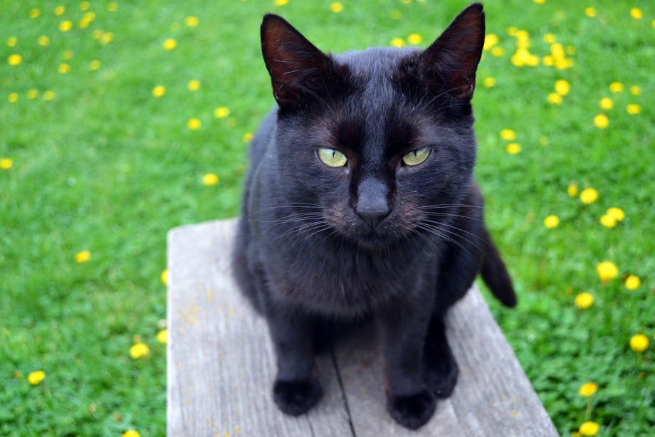 Черная кошка