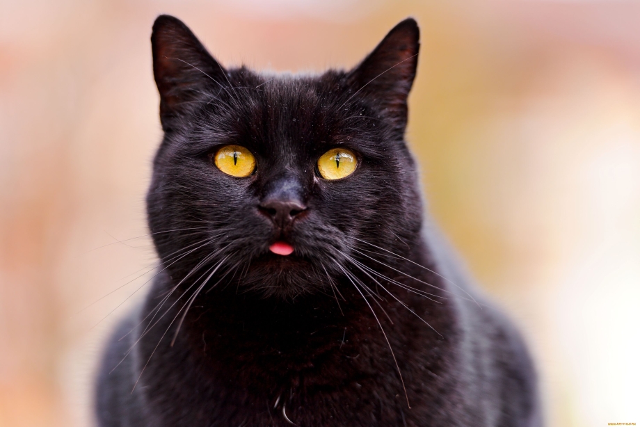 Черные коты