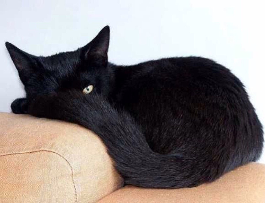 Грациозная кошка