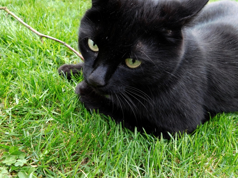 Чёрный котик