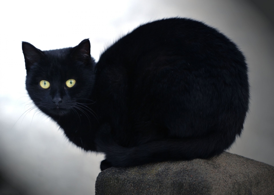 Чёрный кот