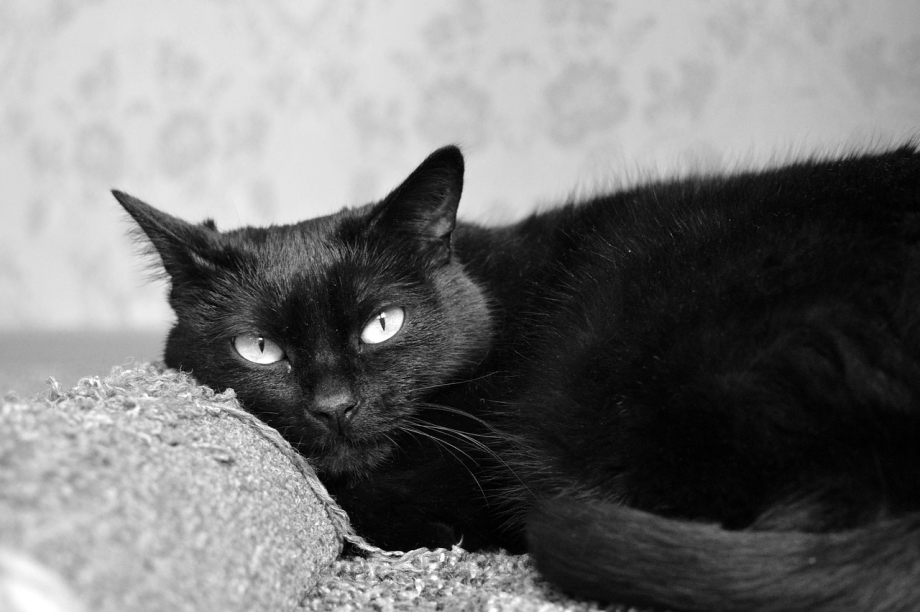 Черная кошка с котятами
