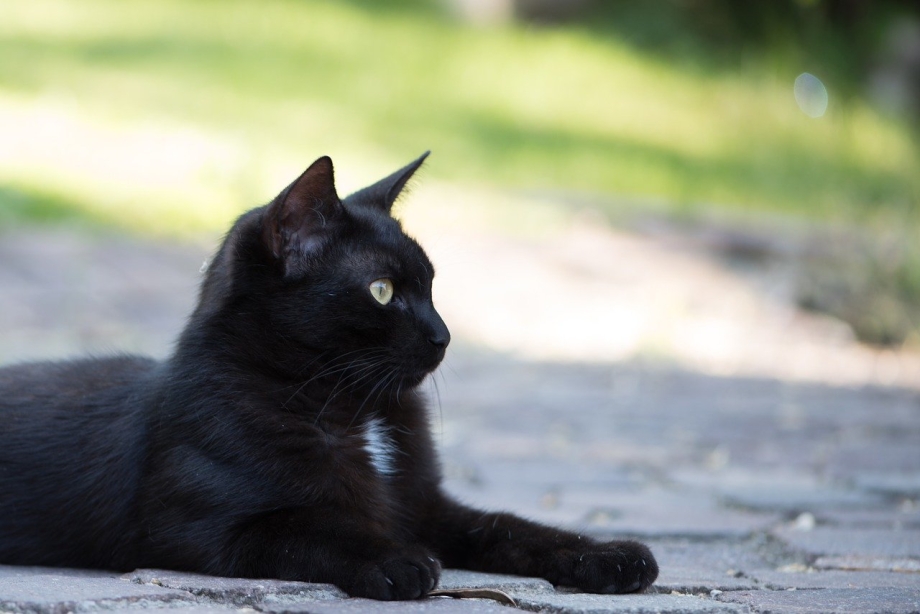 Черные коты
