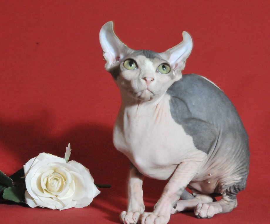 Котята эльфы