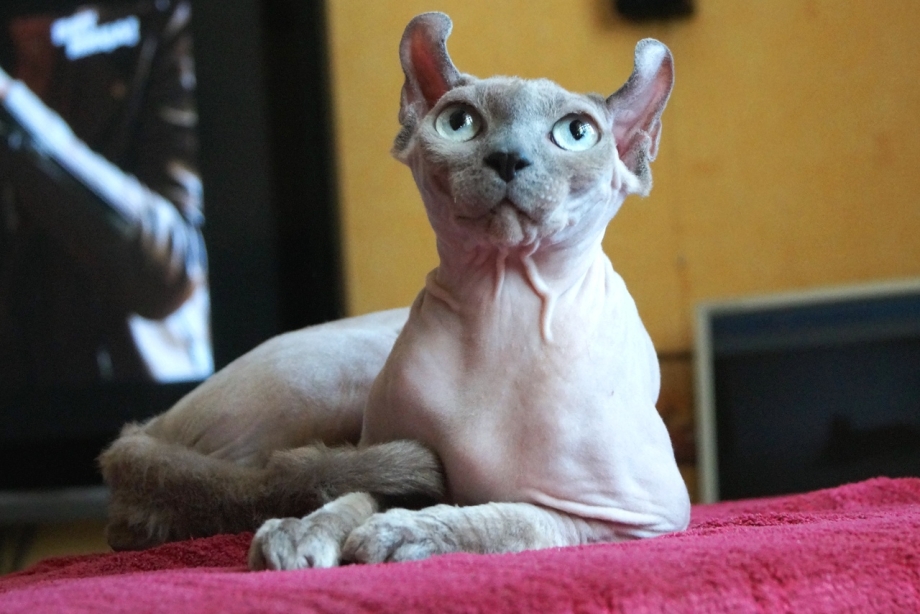 Котята эльфы