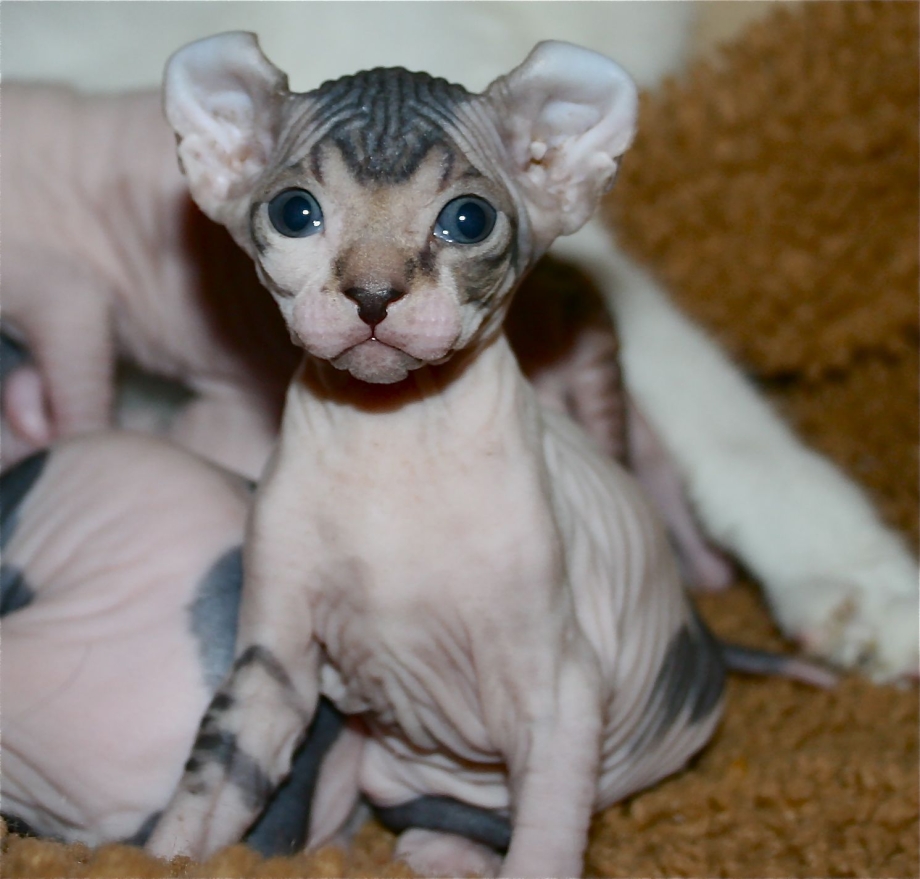 Эльф сфинкс кошка