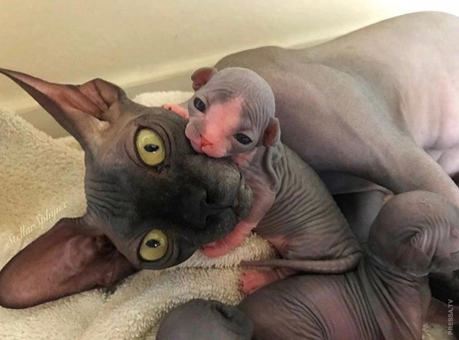 Сфинкс кот