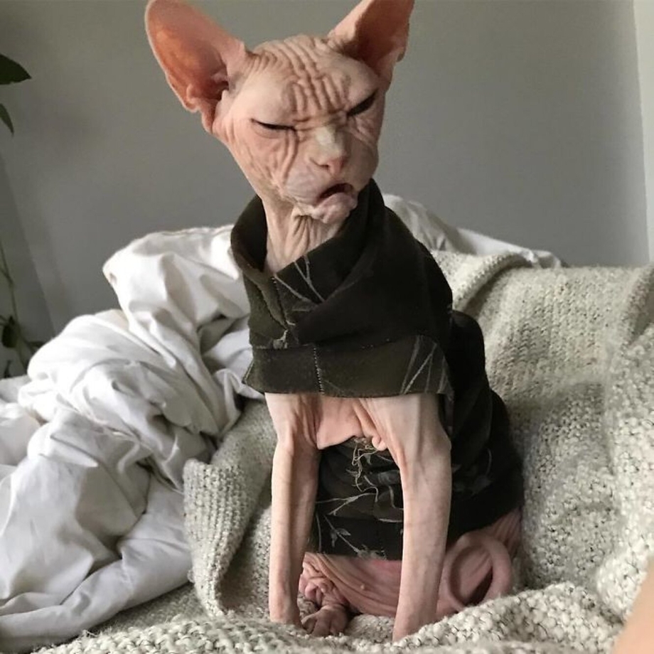 Вот это я гульнула лысая кошка