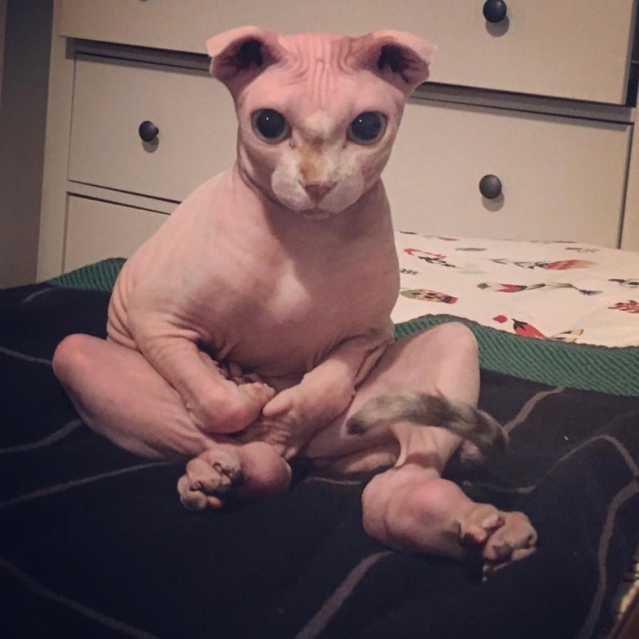 Страшные кошки