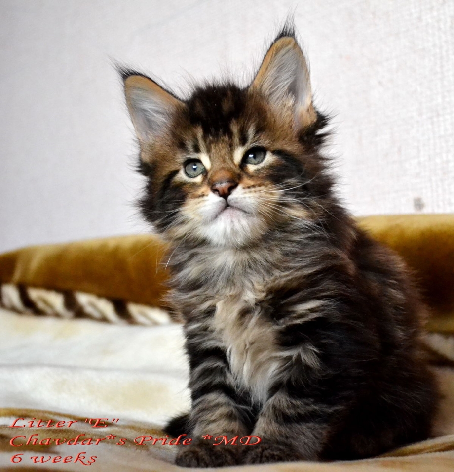 Мраморный кот Мейн кун