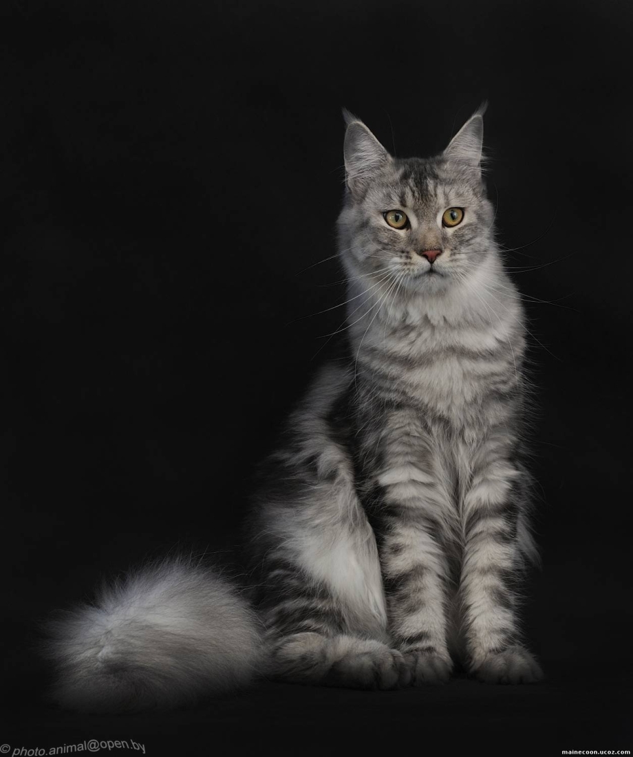 Котята Мейн кун мраморного окраса