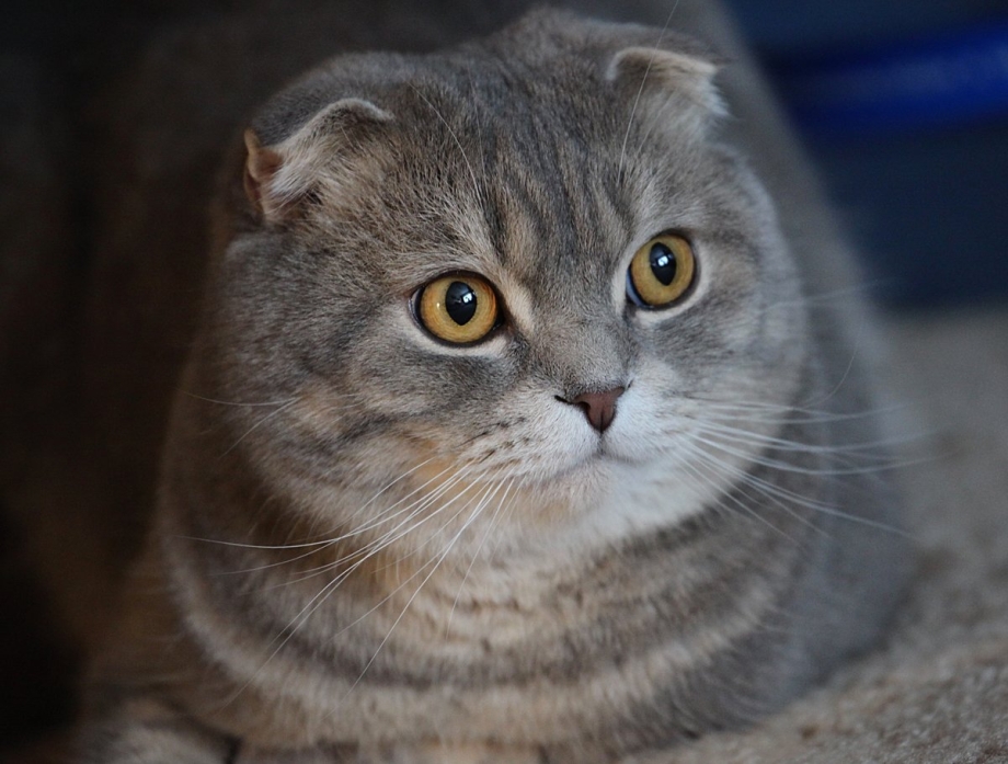 Вислоухий шотландский кот скоттиш
