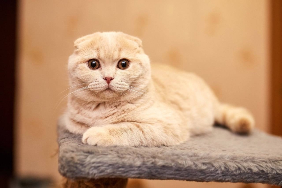 Шотландская вислоухая кошка