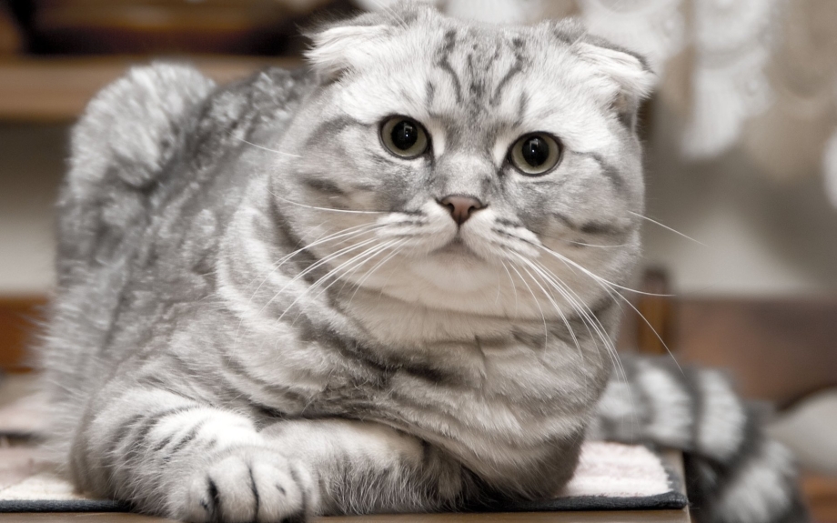 Шотландский вислоухий кот скоттиш фолд