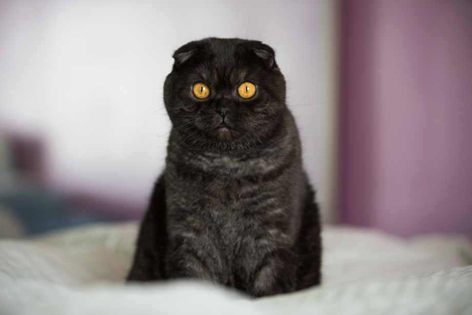 Скоттиш-фолд Шотландская вислоухая кошка черная