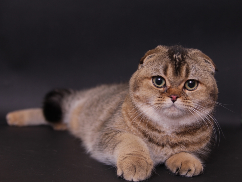Шотландская вислоухая кошка