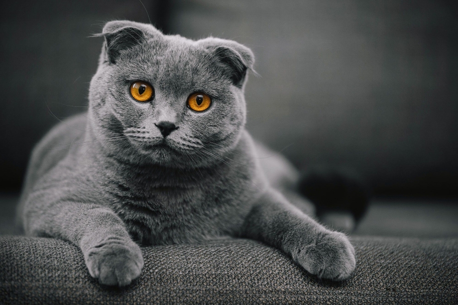 Кошка Scottish Fold