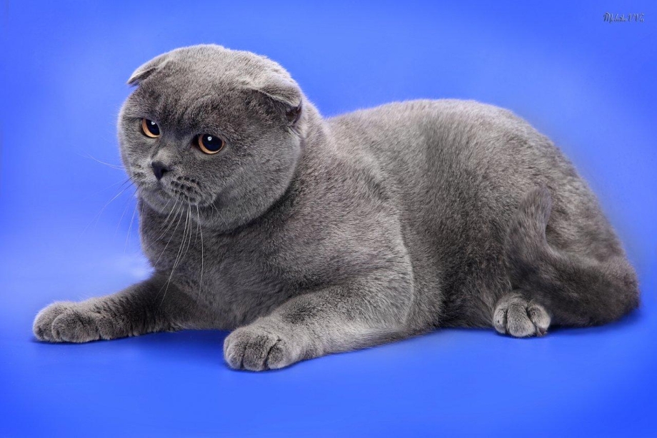 Ирландский вислоухий кот