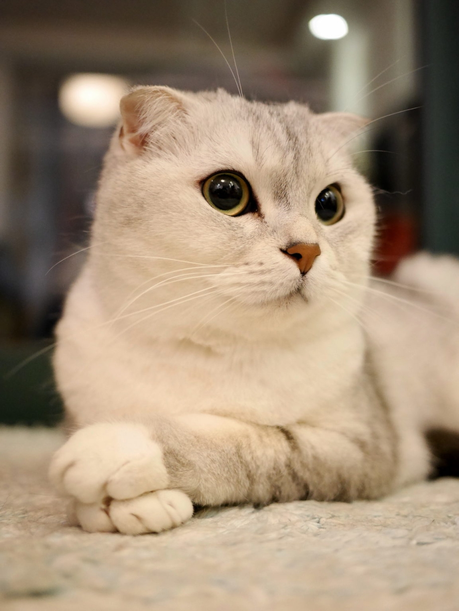 Бурмилла короткошерстная