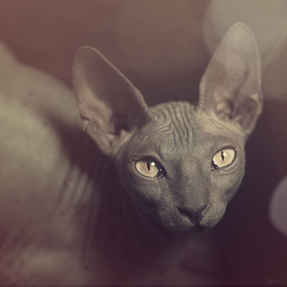 Египетская кошка лысая