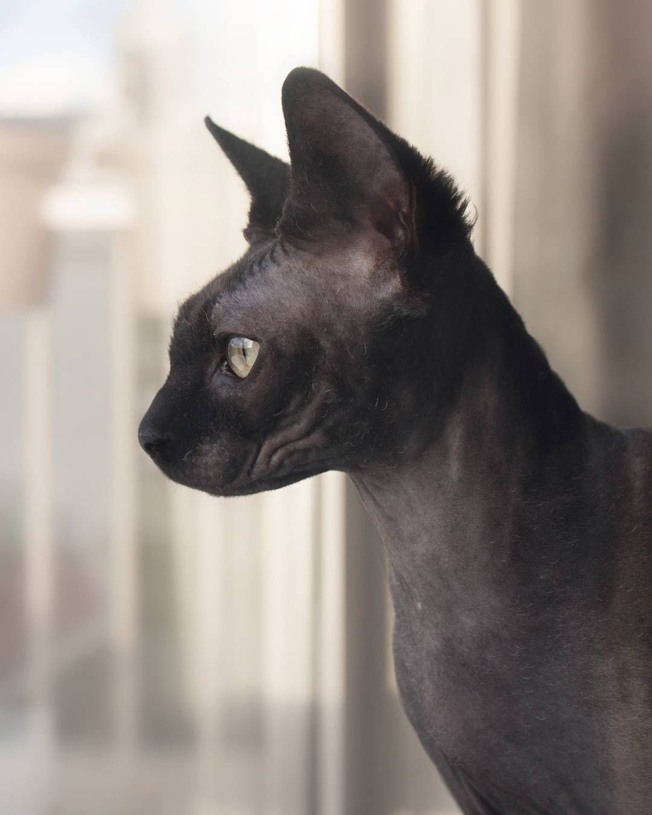 Котята сфинкса Курган