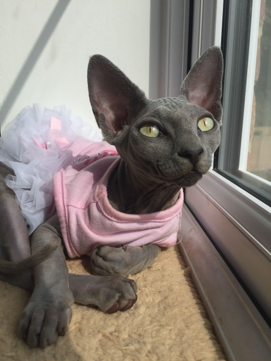 Чёрный сфинкс кошка