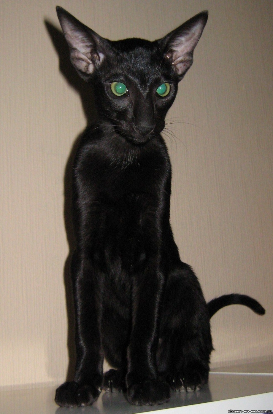 Кот сфинкс черный