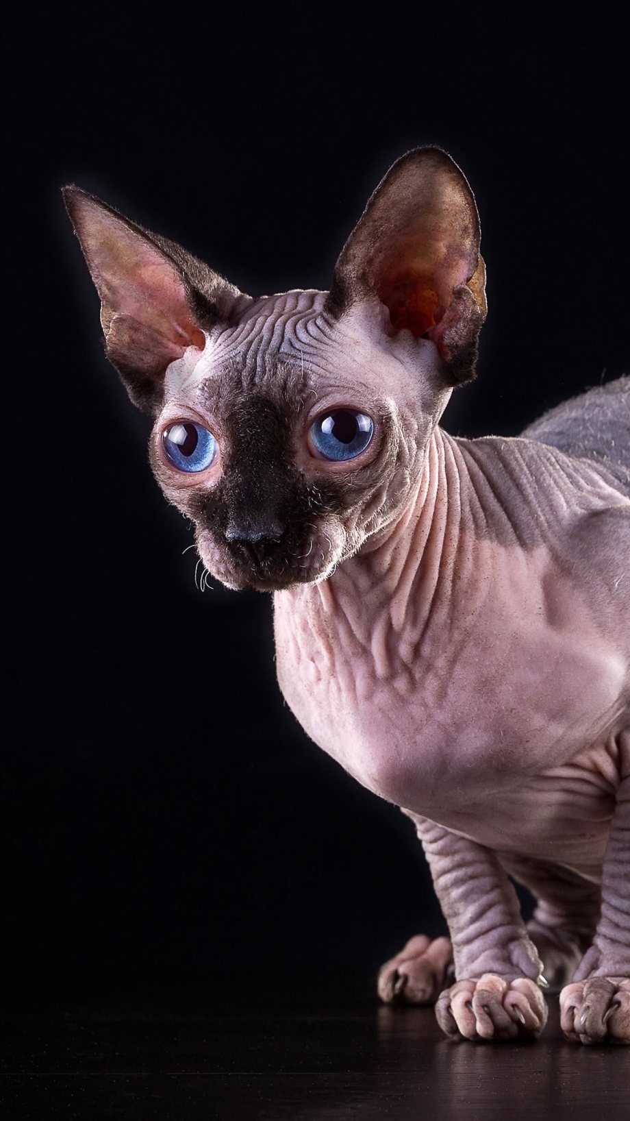 Сфинкс кошка