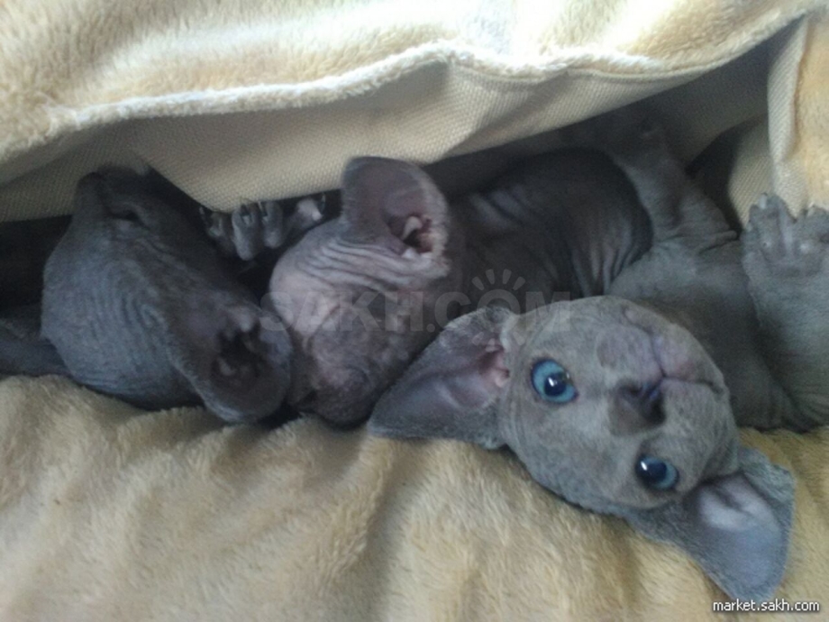 Чёрный сфинкс кошка