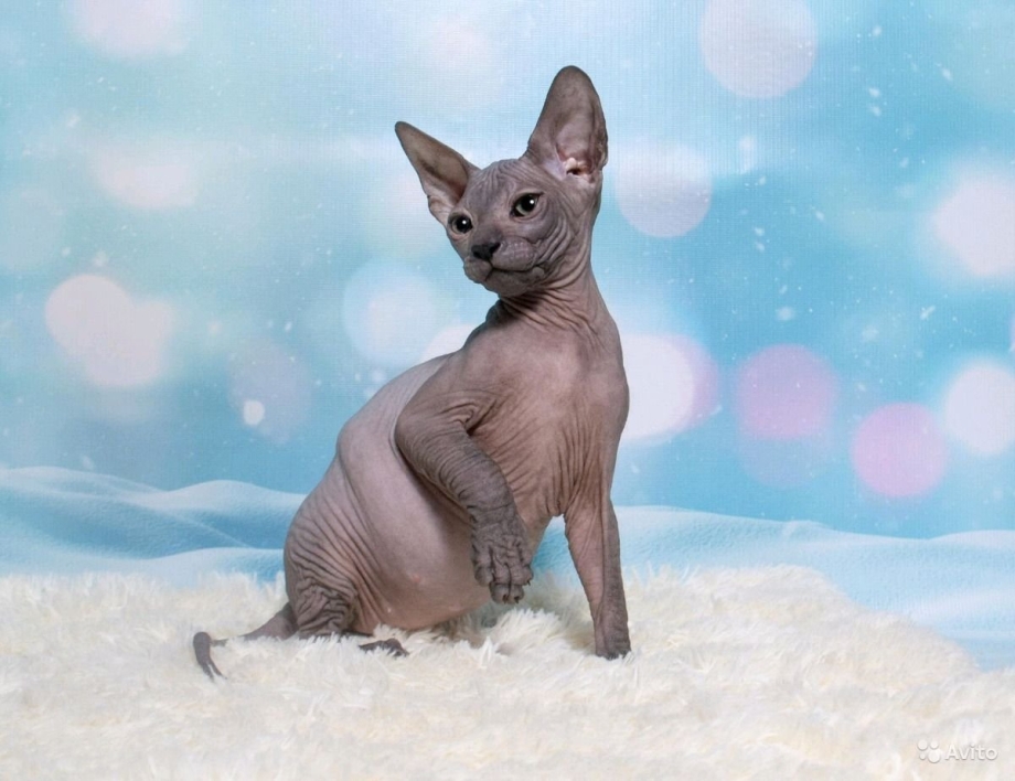 Египетская кошка сфинкс