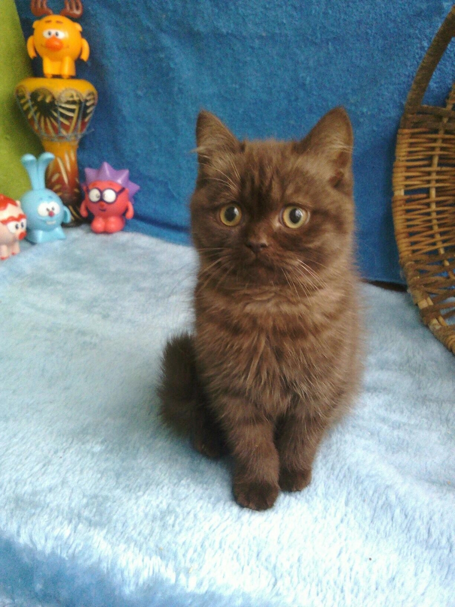 Шоколадный скоттиш страйт кот