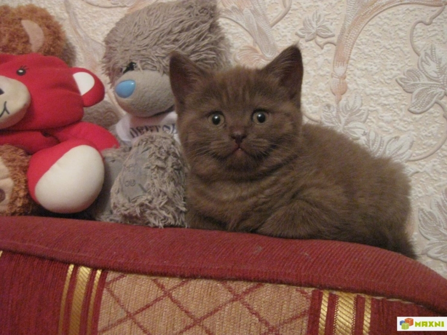 Рыжий шотландец кот с шоколадными глазами прямоухий