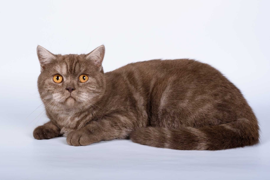 Шоколадный скоттиш страйт кот