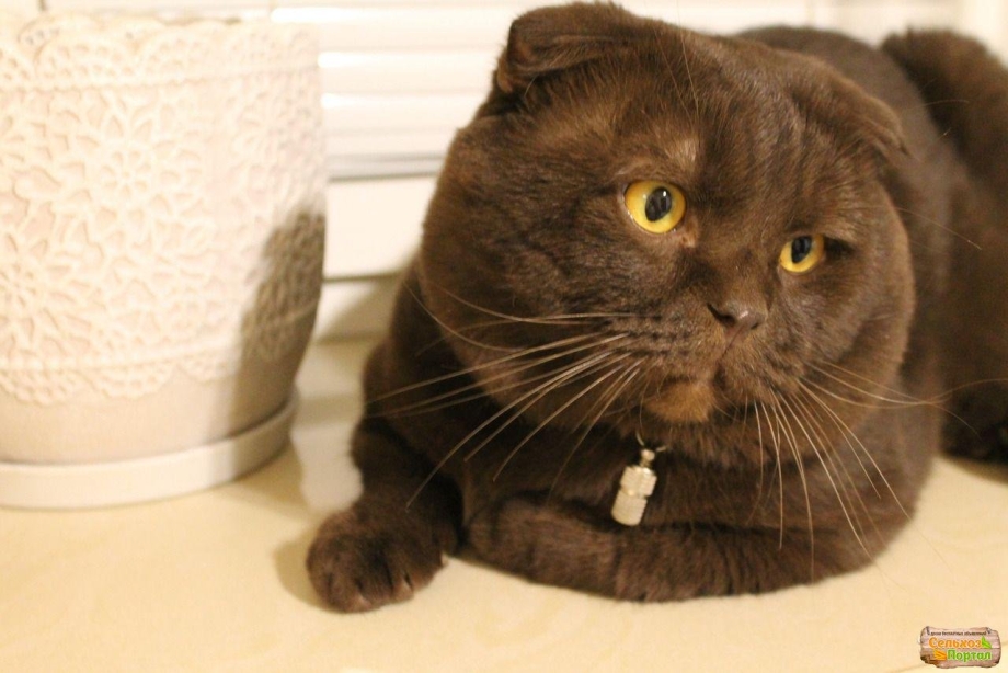 Шотландский вислоухий кот шоколадный