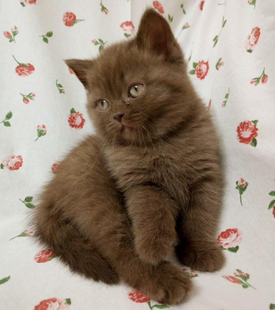 Шотландская прямоухая котенок циннамон