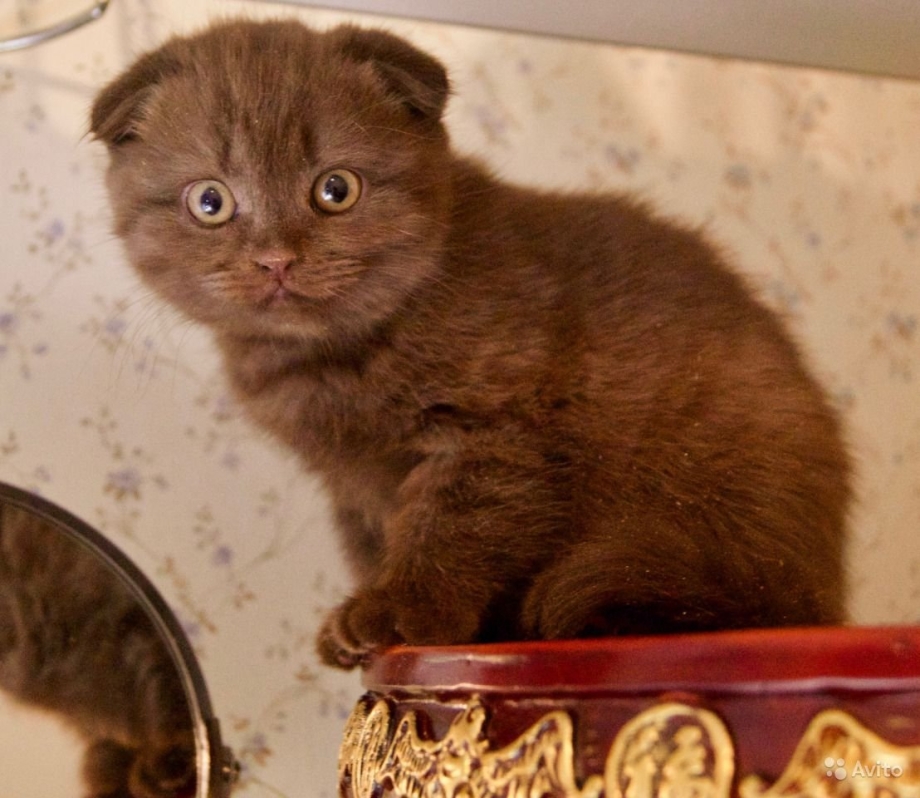 Скоттиш фолд шоколад