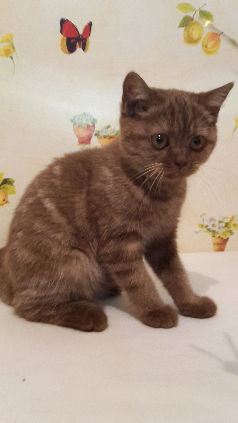 Шотландский скоттиш страйт коричневый