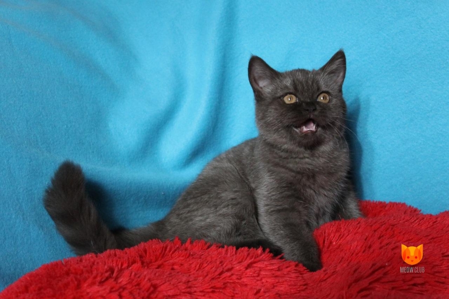 Шотландский прямоухий кот шоколадный