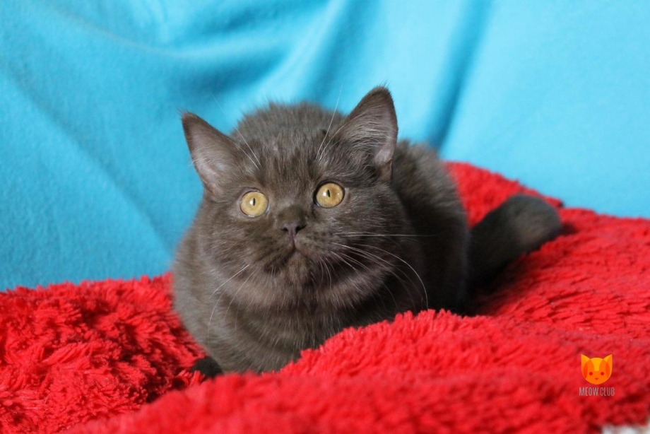 Шотландский прямоухий кот шоколадный