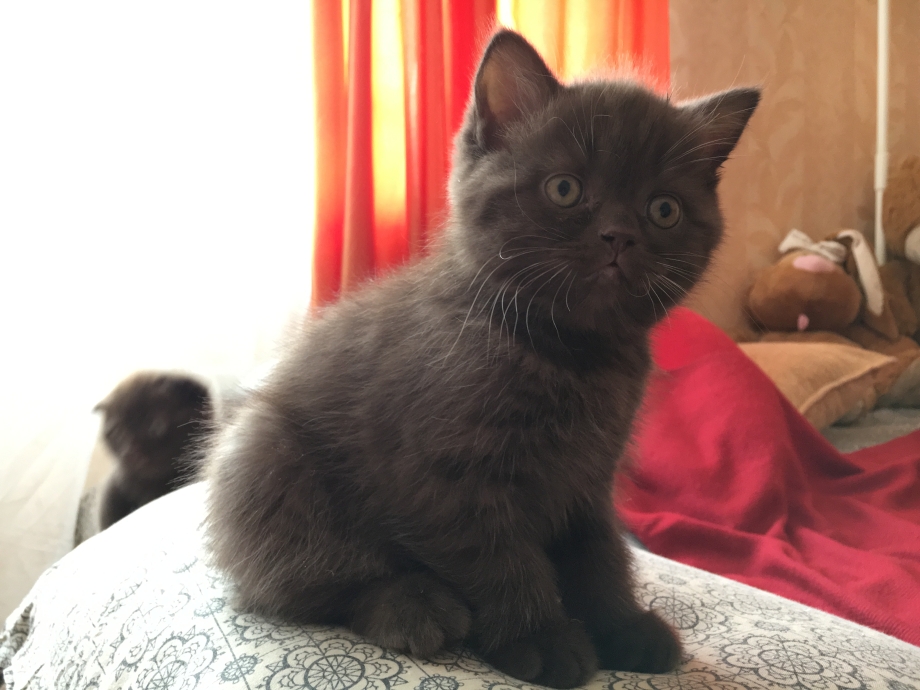 Кличка для кота темно шоколадного цвета