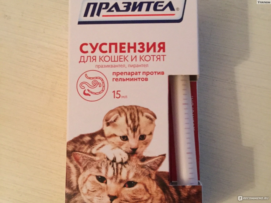 Празител суспензия для котят