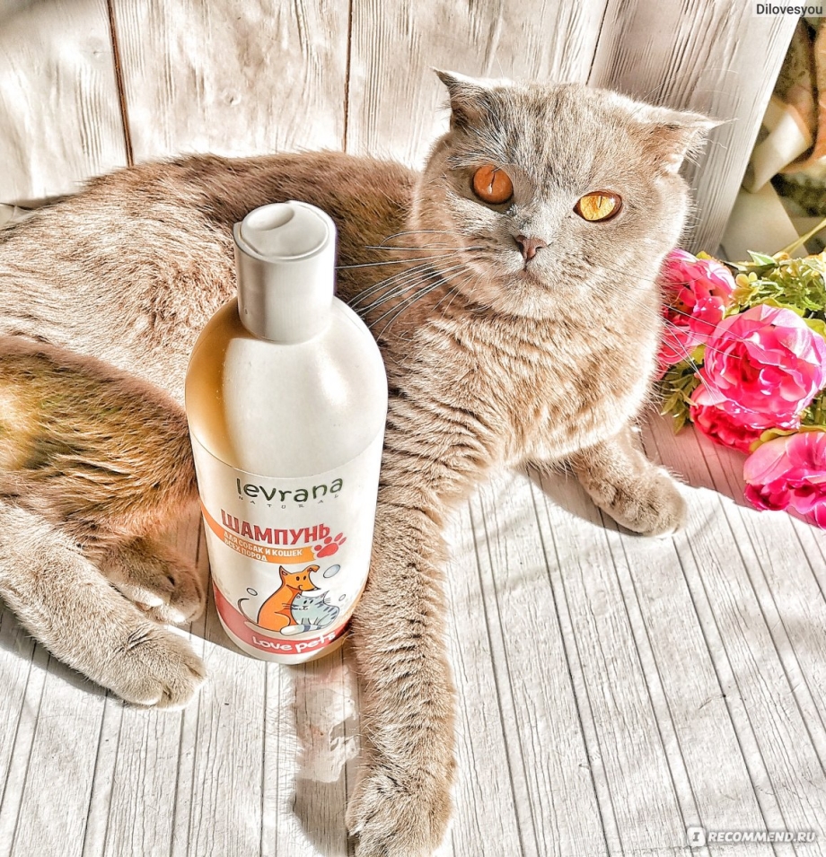 Шампунь для кота