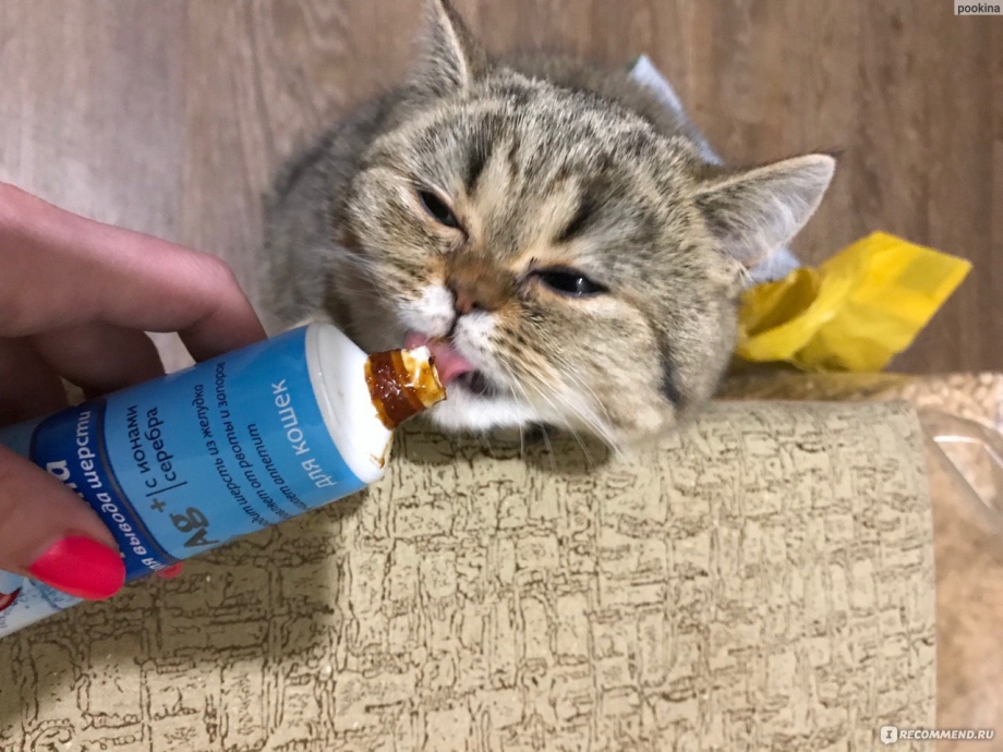 Кошка ест мальт пасту