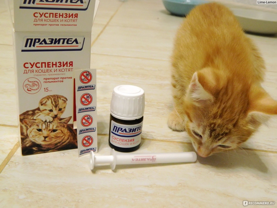 Празител суспензия для кошек