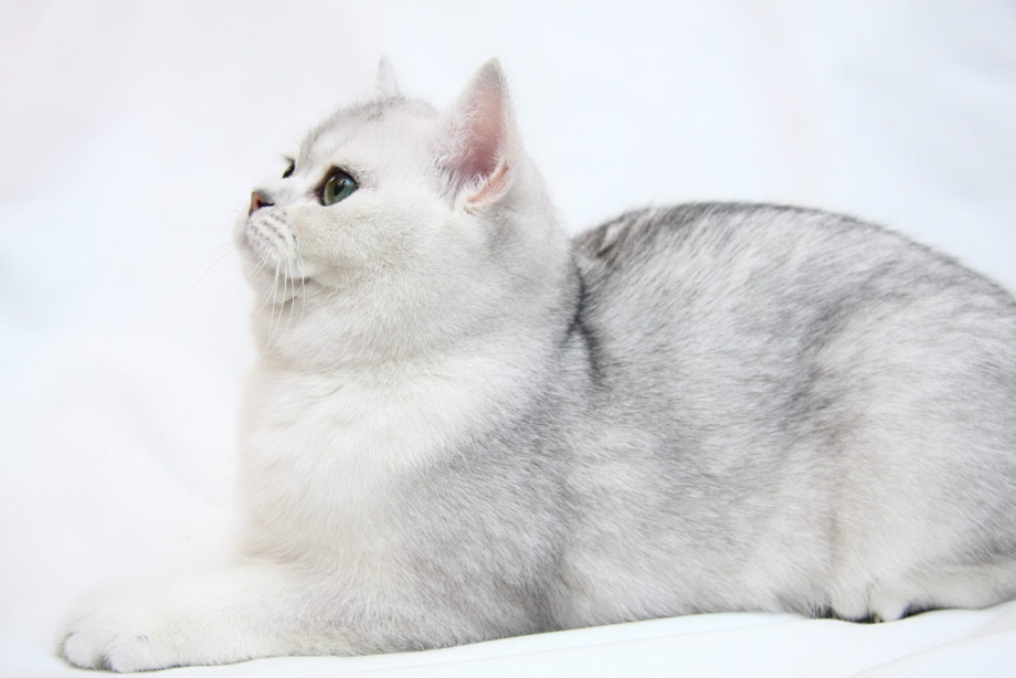 Шотландская серебристая шиншилла
