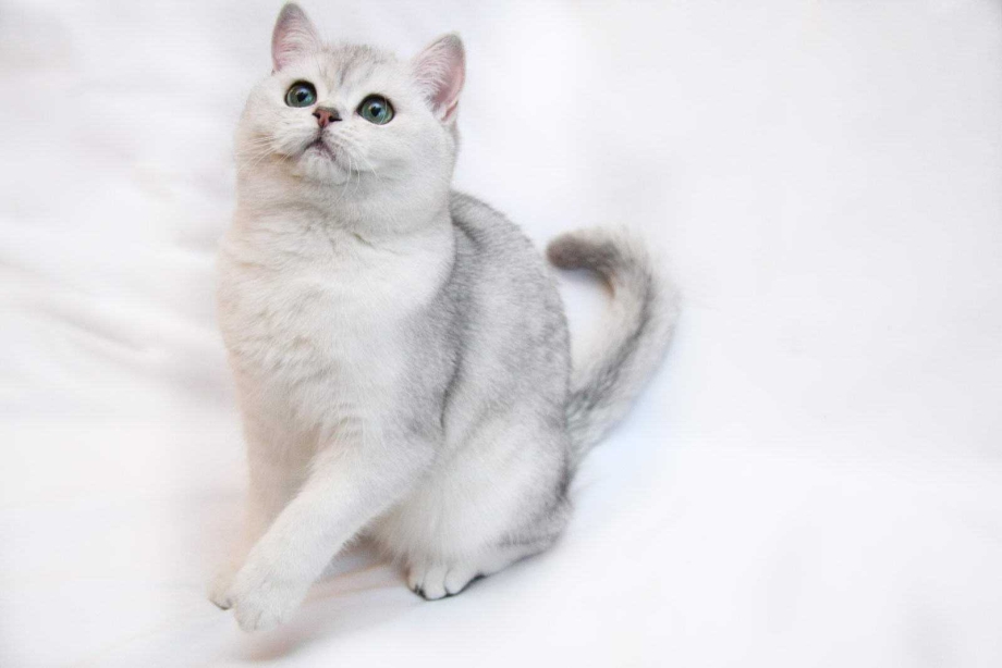 Бурмилла шиншилла