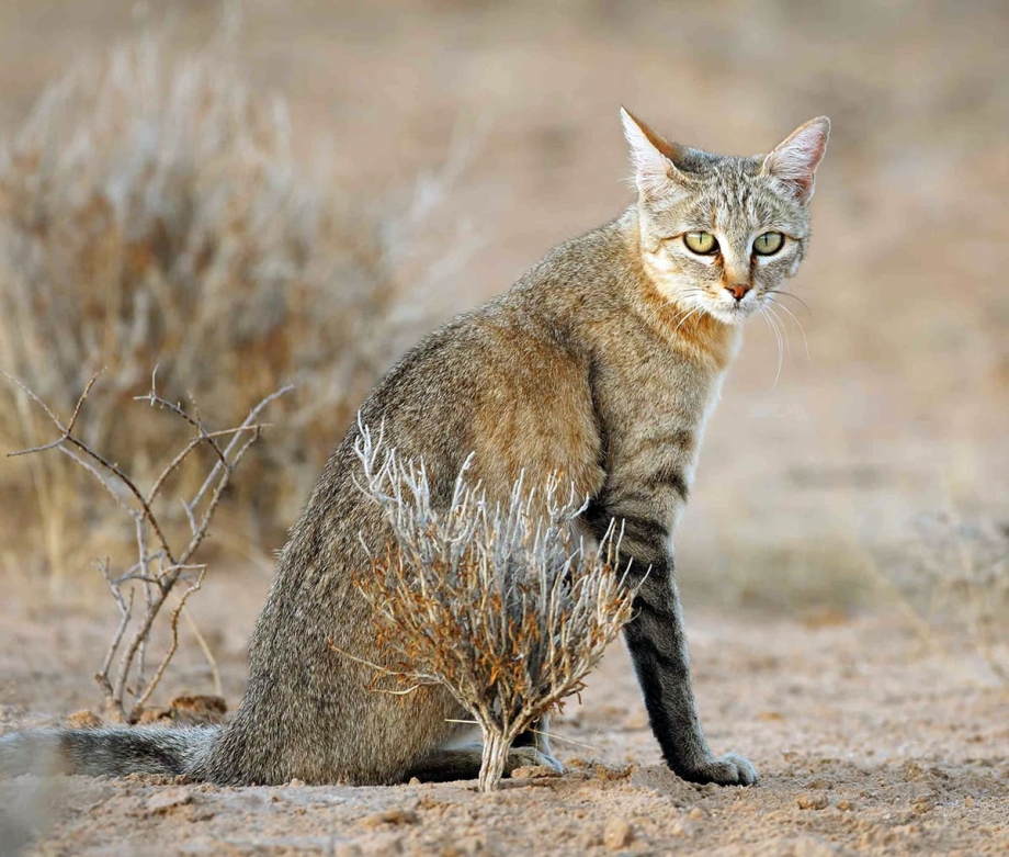 Кавказская Лесная кошка Felis Silvestris Caucasica