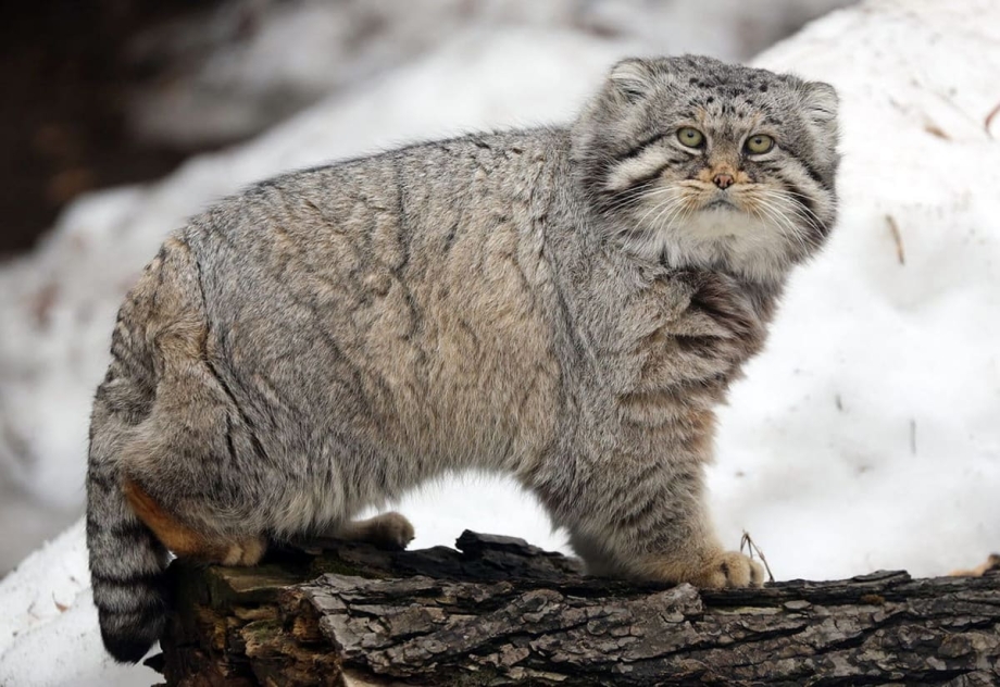 Дикая барханная кошка