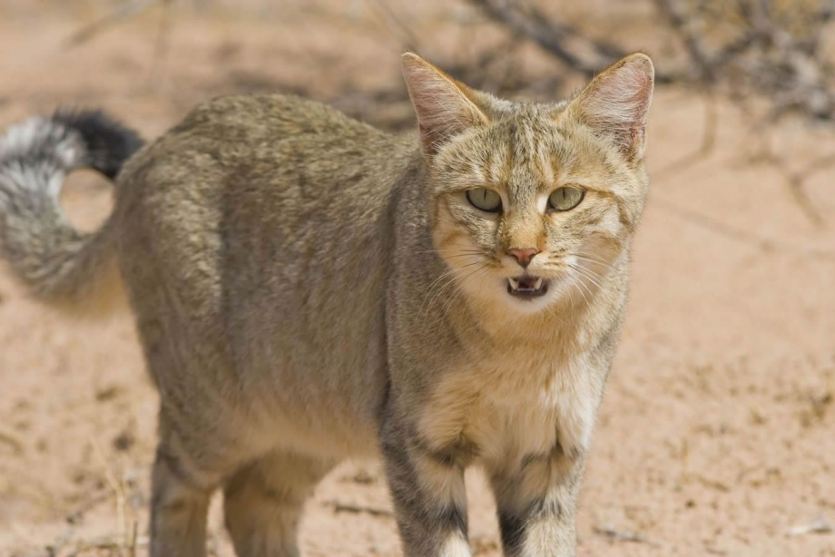 Британская Дикая кошка